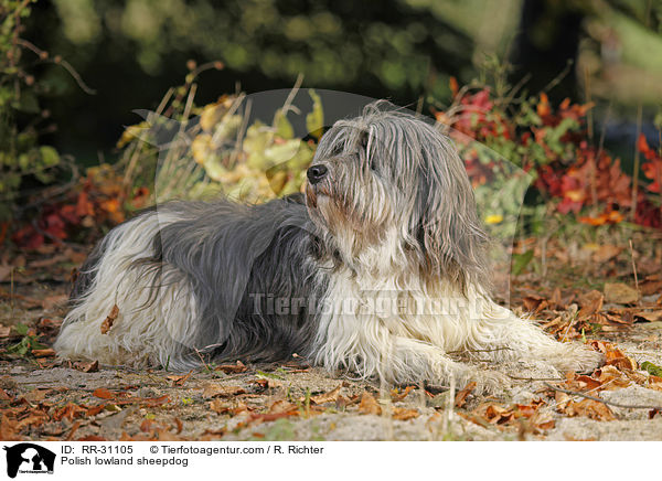 Polnischer Niederungshtehund / Polish lowland sheepdog / RR-31105