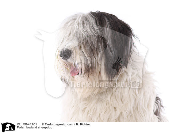 Polnischer Niederungshtehund / Polish lowland sheepdog / RR-41701