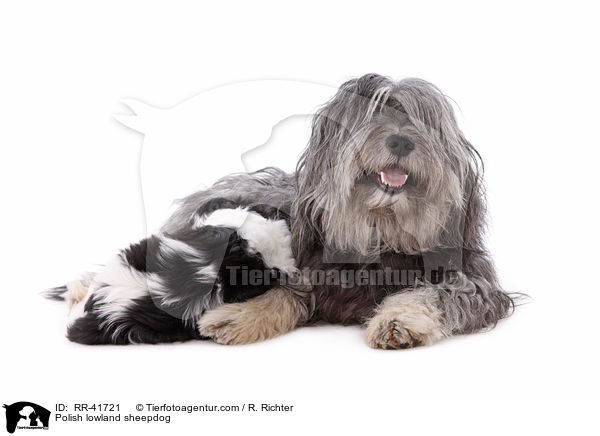 Polish lowland sheepdog / RR-41721