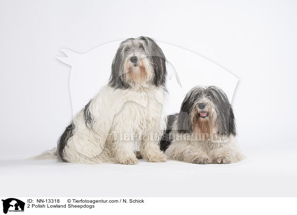 2 Polnische Niederungshtehunde / 2 Polish Lowland Sheepdogs / NN-13318