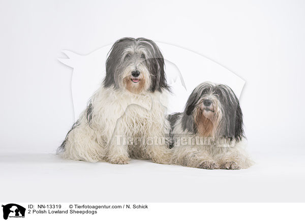 2 Polnische Niederungshtehunde / 2 Polish Lowland Sheepdogs / NN-13319