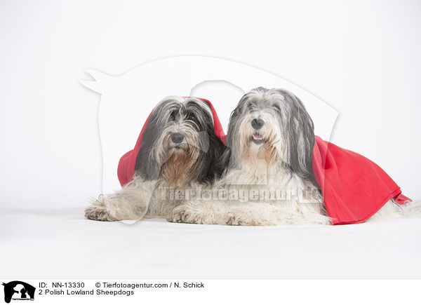 2 Polnische Niederungshtehunde / 2 Polish Lowland Sheepdogs / NN-13330