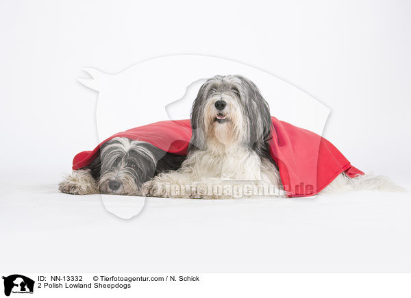 2 Polnische Niederungshtehunde / 2 Polish Lowland Sheepdogs / NN-13332