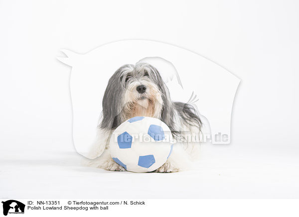 Polnischer Niederungshtehund mit Ball / Polish Lowland Sheepdog with ball / NN-13351