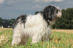 Polish Lowland Sheepdog