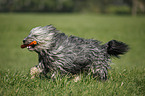 Polish lowland sheepdog