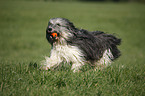 Polish lowland sheepdog