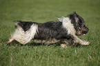 Polish lowland sheepdog