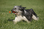 Polish lowland sheepdog