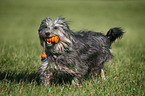 Polish lowland sheepdog