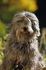 Polish lowland sheepdog