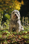 Polish lowland sheepdog