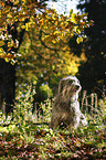 Polish lowland sheepdog