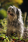 Polish lowland sheepdog