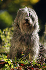 Polish lowland sheepdog