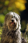 Polish lowland sheepdog