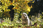 Polish lowland sheepdog