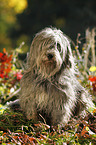 Polish lowland sheepdog