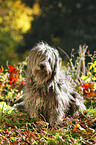 Polish lowland sheepdog