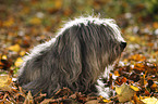 Polish lowland sheepdog