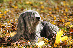 Polish lowland sheepdog