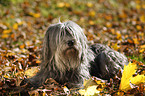 Polish lowland sheepdog