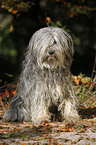 Polish lowland sheepdog