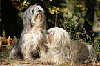 Polish lowland sheepdog