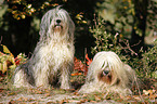 Polish lowland sheepdog