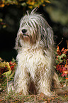 Polish lowland sheepdog