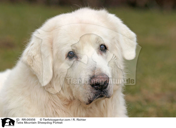 Podhalaner Portrait / Tatra Mountain Sheepdog Portrait / RR-06956