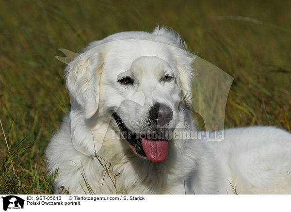 Podhalaner Portrait / Polski Owczarek portrait / SST-05613