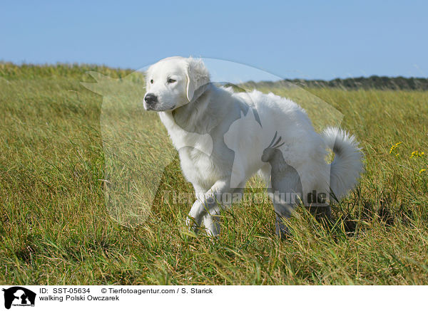 laufender Podhalaner / walking Polski Owczarek / SST-05634