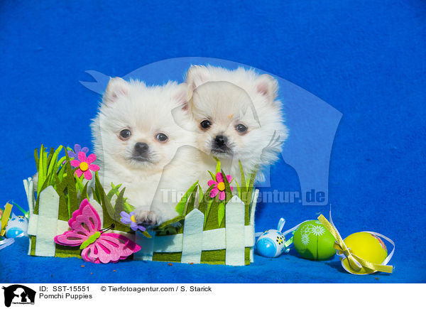 Pomchi Puppies / SST-15551