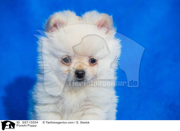 Pomchi Puppy / SST-15554