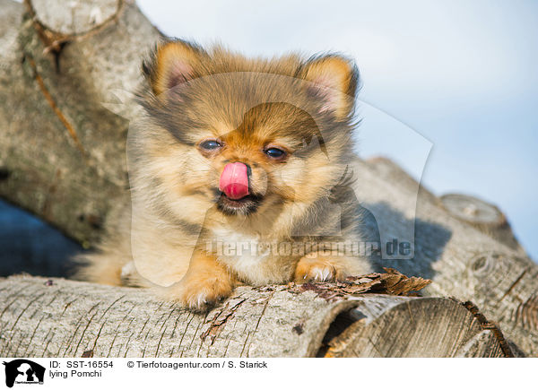 liegender Pomchi / lying Pomchi / SST-16554