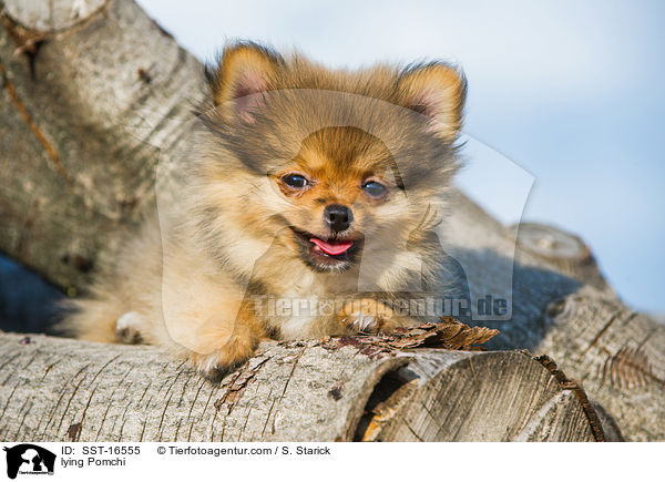 liegender Pomchi / lying Pomchi / SST-16555