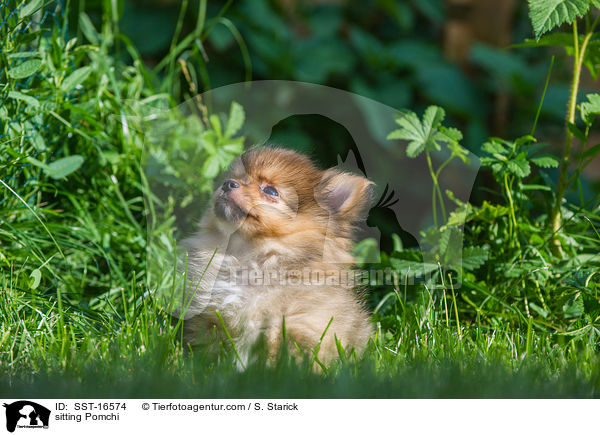 sitting Pomchi / SST-16574