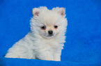 Pomchi Puppy