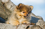 lying Pomchi