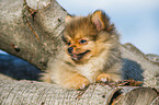 lying Pomchi