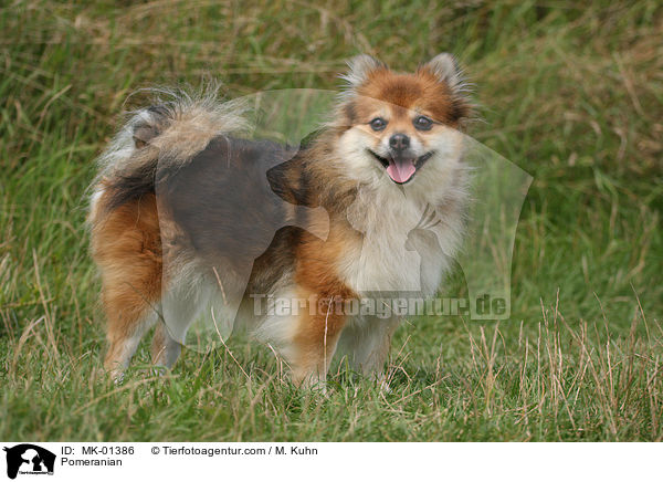 Zwergspitz / Pomeranian / MK-01386