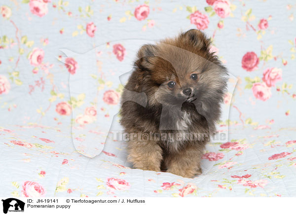 Zwergspitz Welpe / Pomeranian puppy / JH-19141