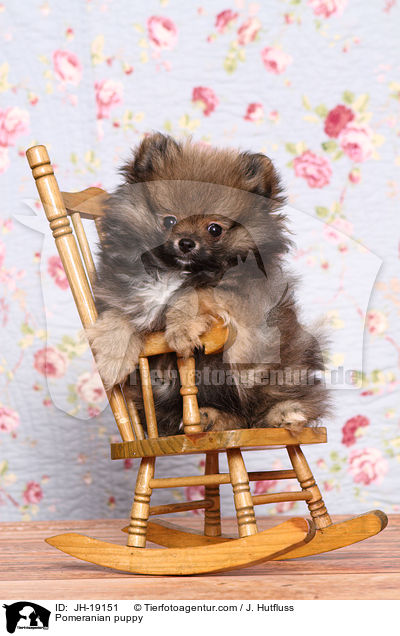 Zwergspitz Welpe / Pomeranian puppy / JH-19151