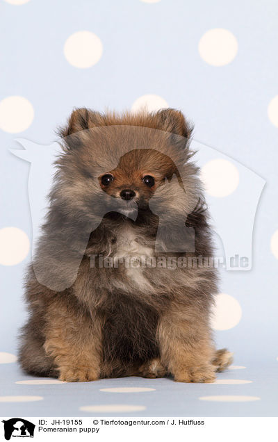 Zwergspitz Welpe / Pomeranian puppy / JH-19155