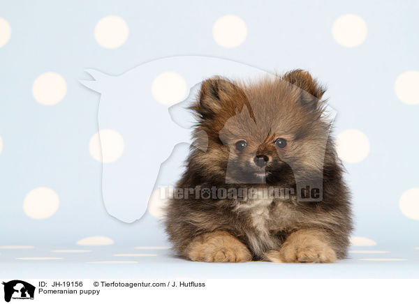Zwergspitz Welpe / Pomeranian puppy / JH-19156