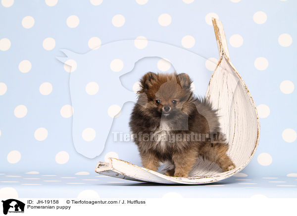 Zwergspitz Welpe / Pomeranian puppy / JH-19158