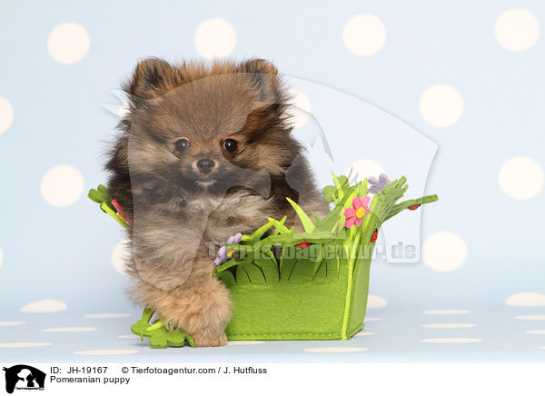 Pomeranian puppy / JH-19167