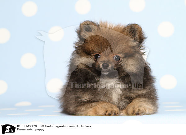 Zwergspitz Welpe / Pomeranian puppy / JH-19170