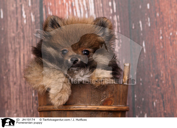 Zwergspitz Welpe / Pomeranian puppy / JH-19174